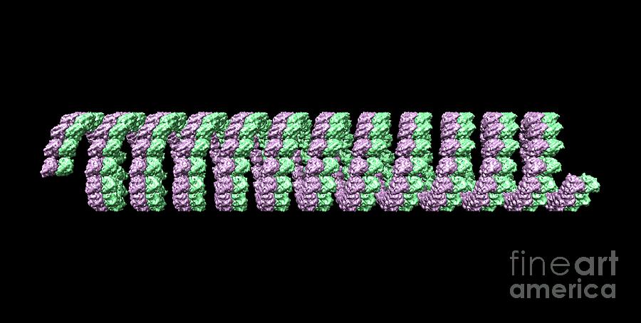 Microtubule #4 Photograph by Dr. Victor Padilla-sanchez, Phd / Washington Metropolitan University/science Photo Library