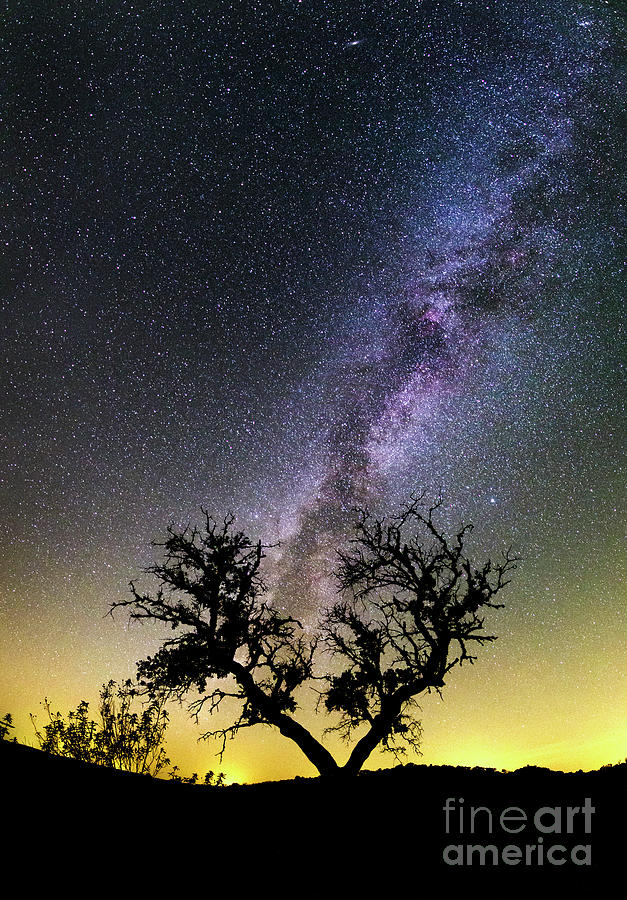 Tree Photograph - Milky Way Over Tree #4 by Miguel Claro/science Photo Library