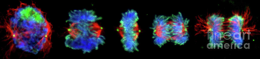 Mitosis #4 Photograph by Dr. Juan F. Gimenez-abian / Science Photo Library