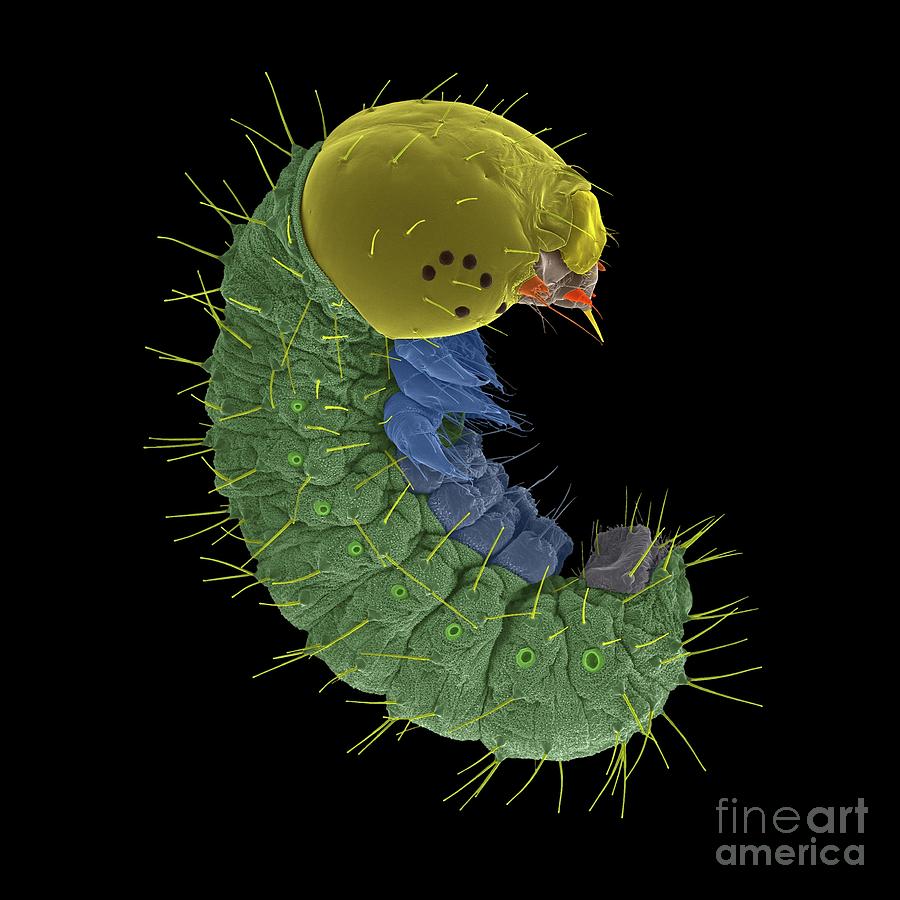 Monarch Caterpillar #4 Photograph by Dennis Kunkel Microscopy/science Photo Library