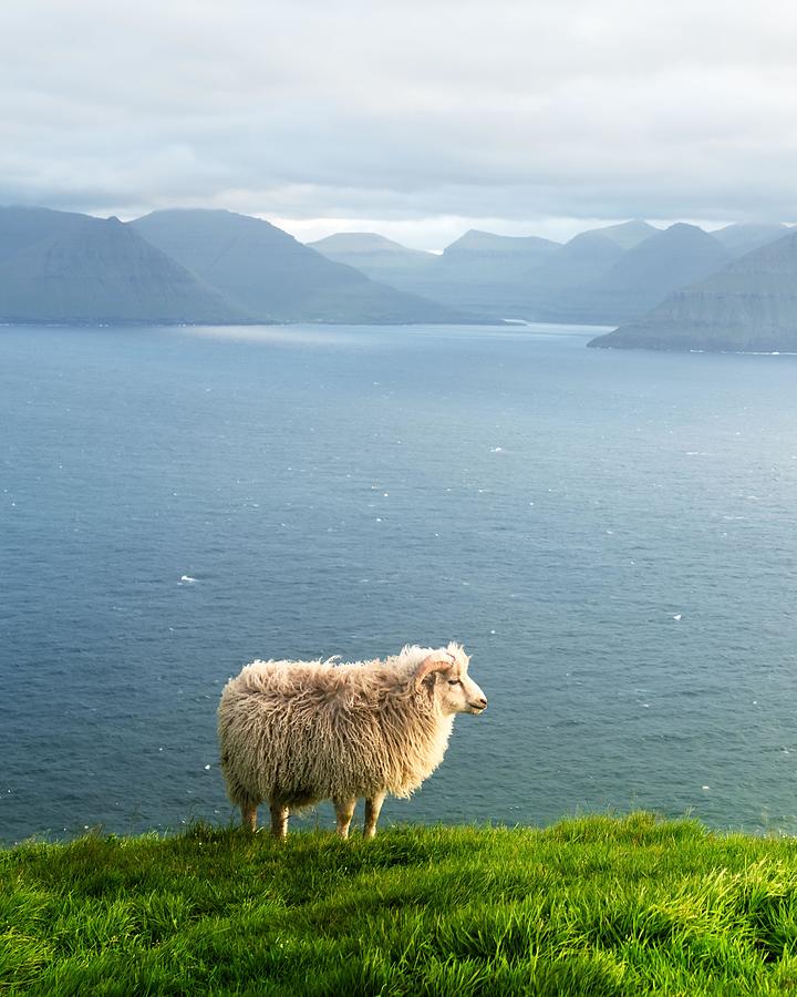 Sheep Photograph - Morning View On The Summer Faroe #4 by Ivan Kmit