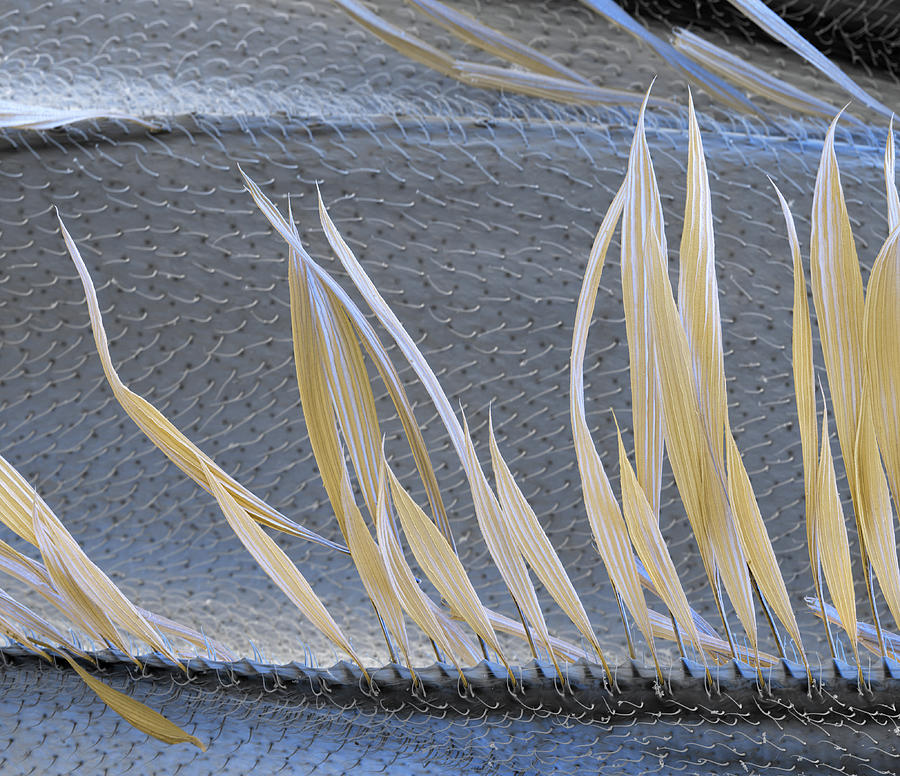 Mosquito Wing Scales, Sem #4 Photograph by Oliver Meckes EYE OF SCIENCE