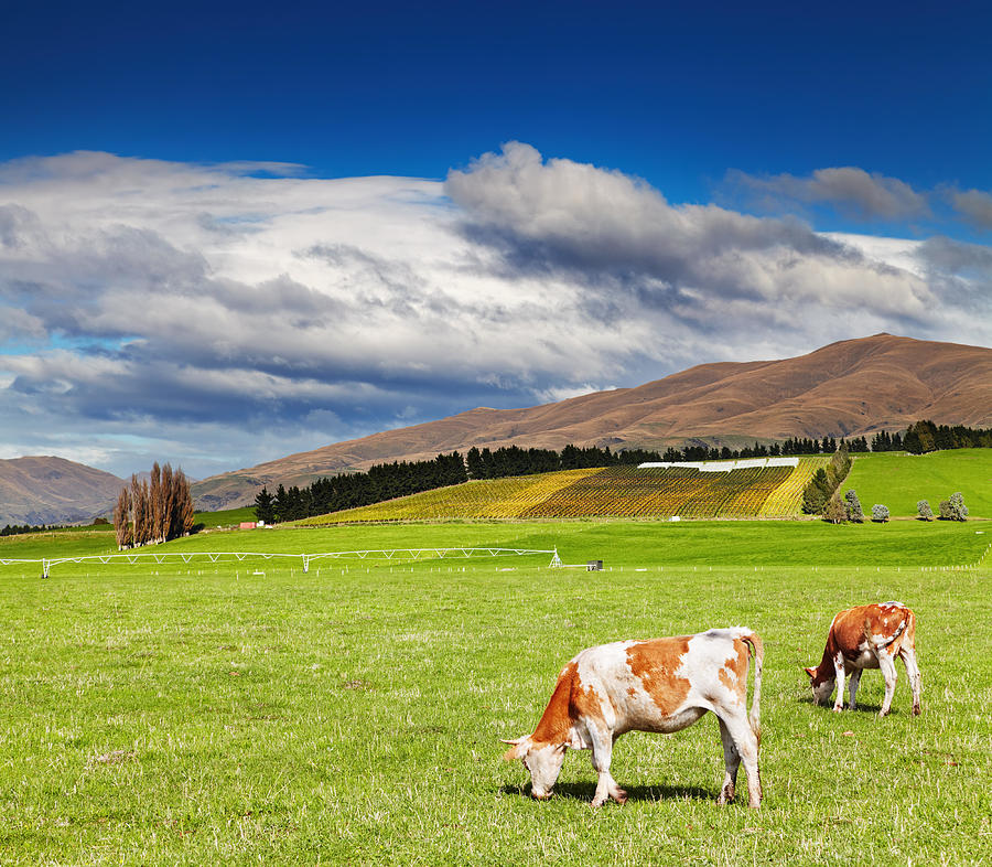 Landscape Photograph - Mountain Landscape With Grazing Cows #4 by DPK-Photo