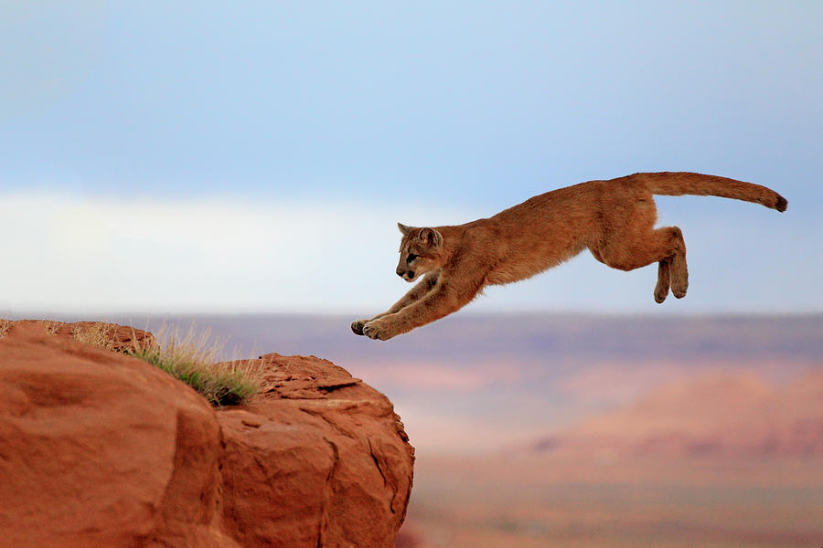 Mountain Lion #4 Photograph by Tier Und Naturfotografie J Und C Sohns
