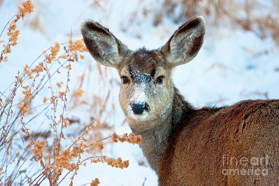 Mule Deer In Snow Photograph