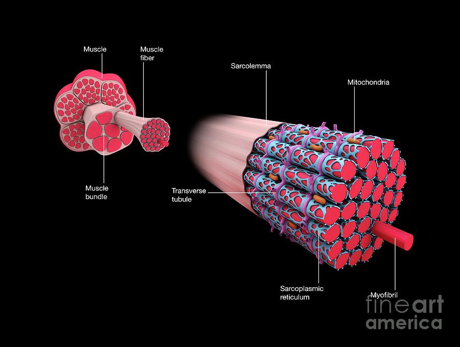 muscle cell structure