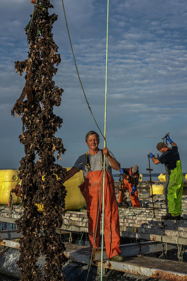 Mussel Harvesting, Bar Harbor, Maine Photograph by Cavan Images / Peter