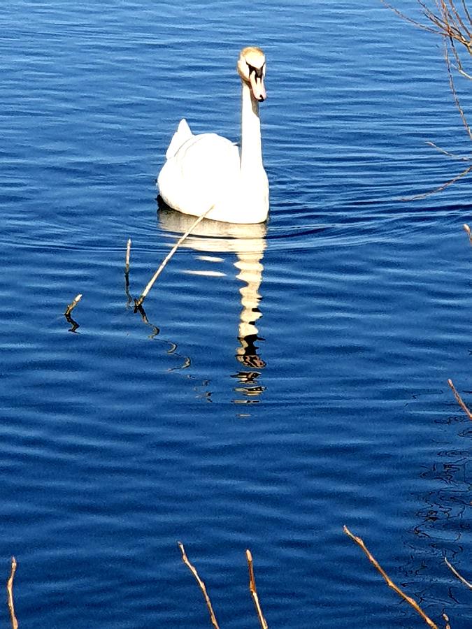 Mute Swan by Tony Murtagh Mute Swan by Tony Murtagh