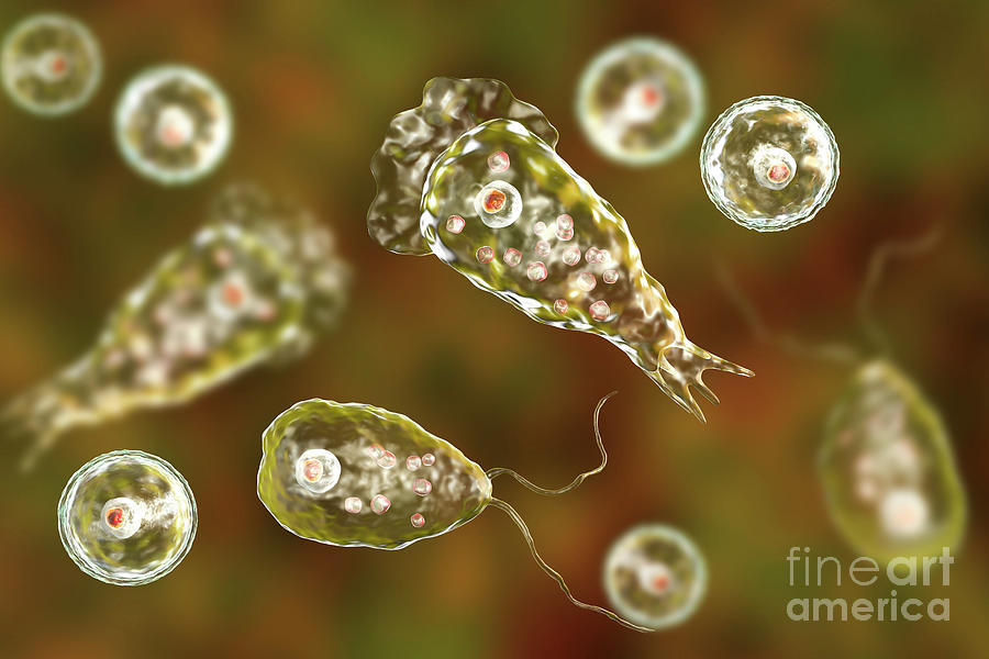 Naegleria Brain-eating Amoeba Forms Photograph By Kateryna Kon/science ...