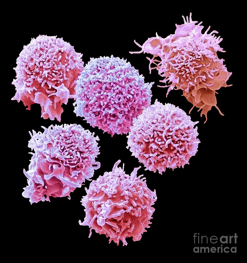 Biological Photograph - Natural Killer Cells #4 by Steve Gschmeissner/science Photo Library