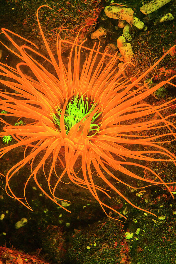 Animal Photograph - Natural Occurring Fluorescence #4 by Stuart Westmorland