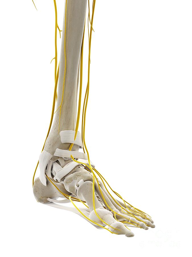 Nerves Of The Foot Photograph by Sebastian Kaulitzki/science Photo ...