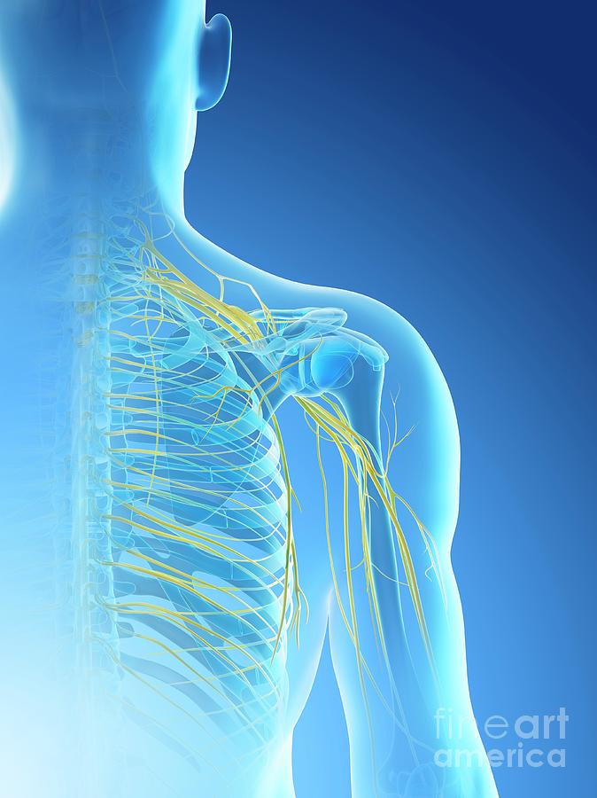 Nerves Of The Shoulder Photograph by Sebastian Kaulitzki/science Photo ...