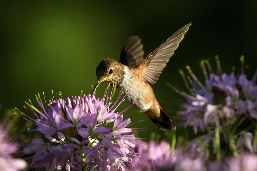 Hummingbird IV Photograph by Julie Argyle