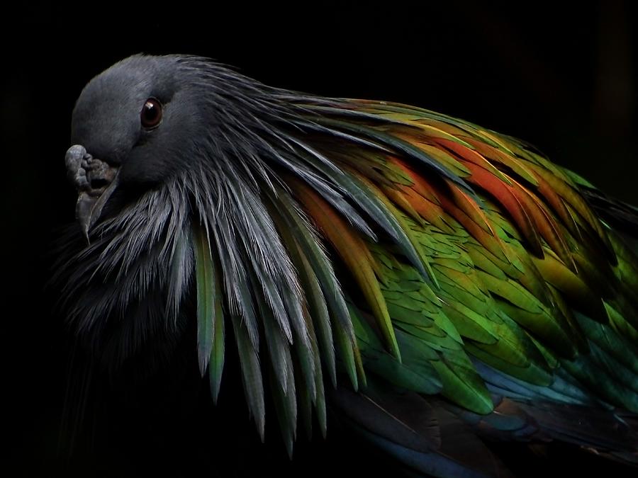 Nicobar Pigeon Photograph by Ivan Lesica - Fine Art America