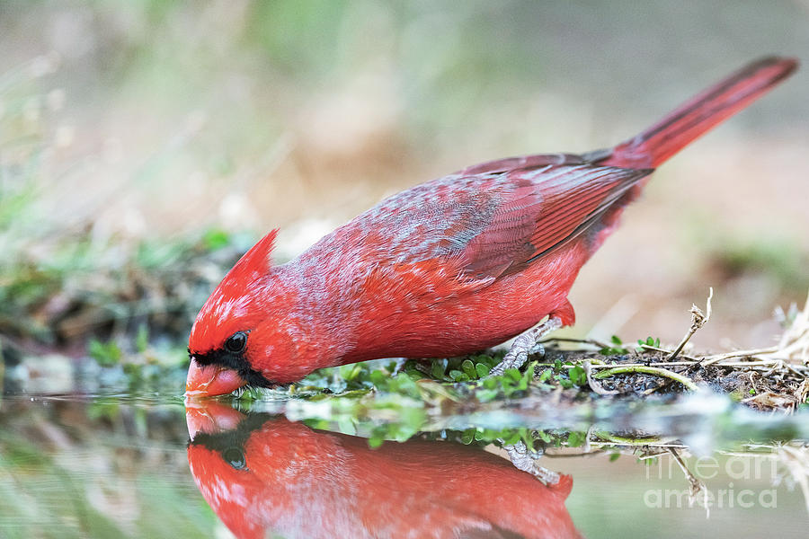 Northern Cardinal #4 Photograph by Dr P. Marazzi/science Photo Library