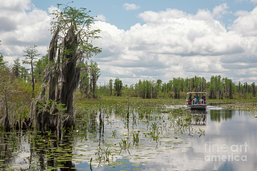 Okefenokee National Wildlife Refuge Photograph By Jim West Science   4 Okefenokee National Wildlife Refuge Jim Westscience Photo Library 