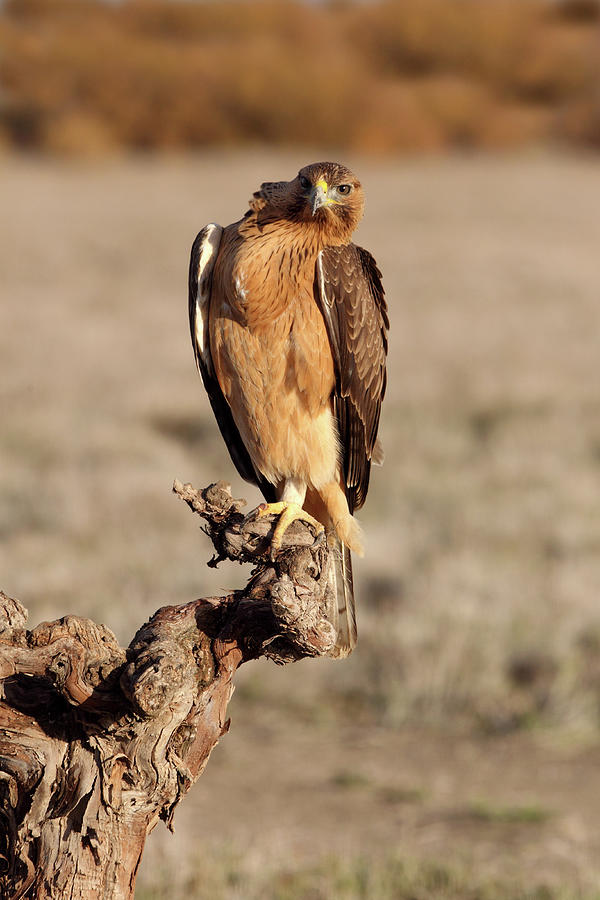 Wildlife Photograph - One Years Old Female Of Bonelli´s Eagle, Aquila Fasciata #4 by Cavan Images