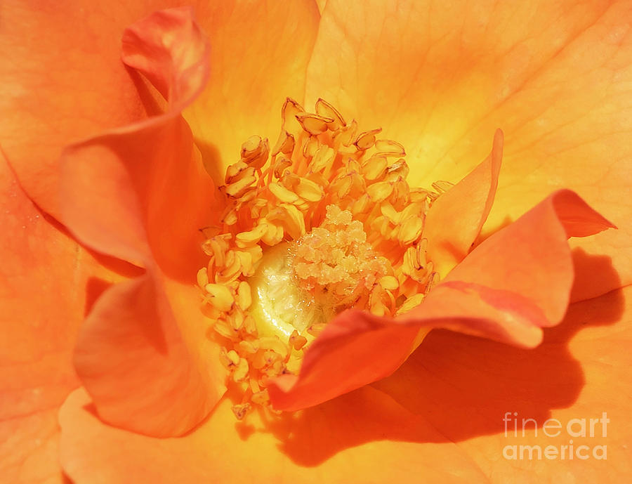 Orange Rose #4 Photograph by Cathy Donohoue