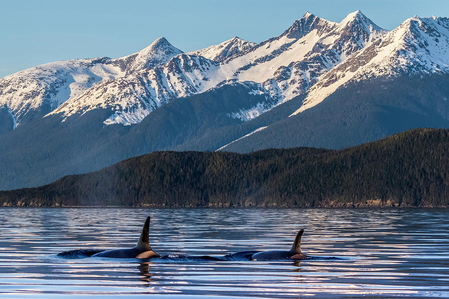 Orcas Orcinus Orca , Also Known Photograph by John Hyde | Fine Art America