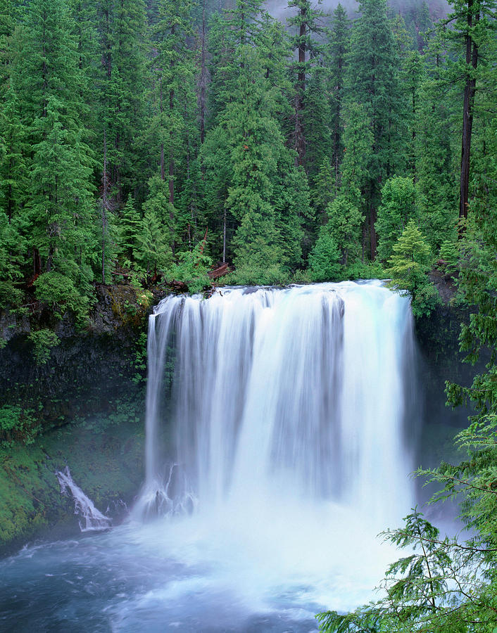 Alder Photograph - Oregon Willamette National Forest by John Barger Alder Photograph - Oregon Willamette National Forest by John Barger