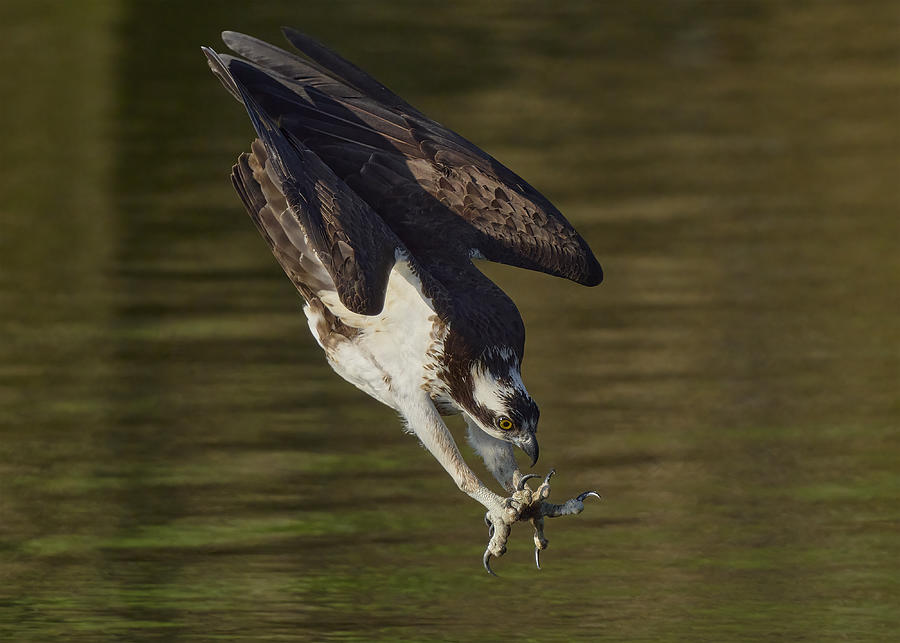 Osprey Diving #4 Photograph by Johnny Chen