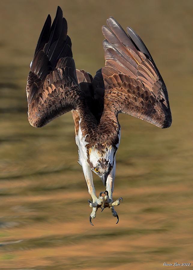 Osprey In Action Photograph by Gavin Lam - Fine Art America