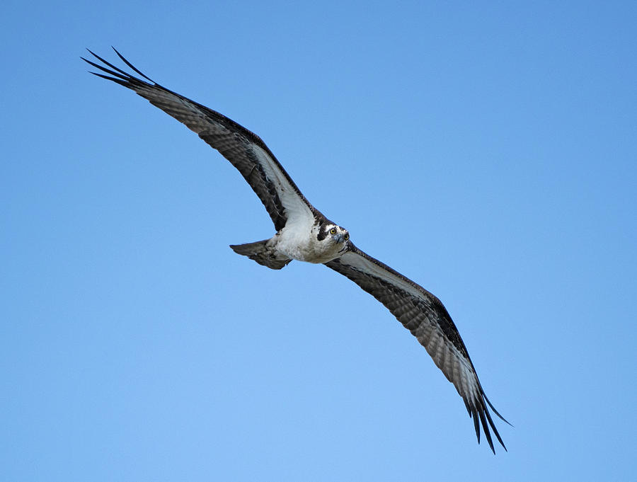 osprey flight