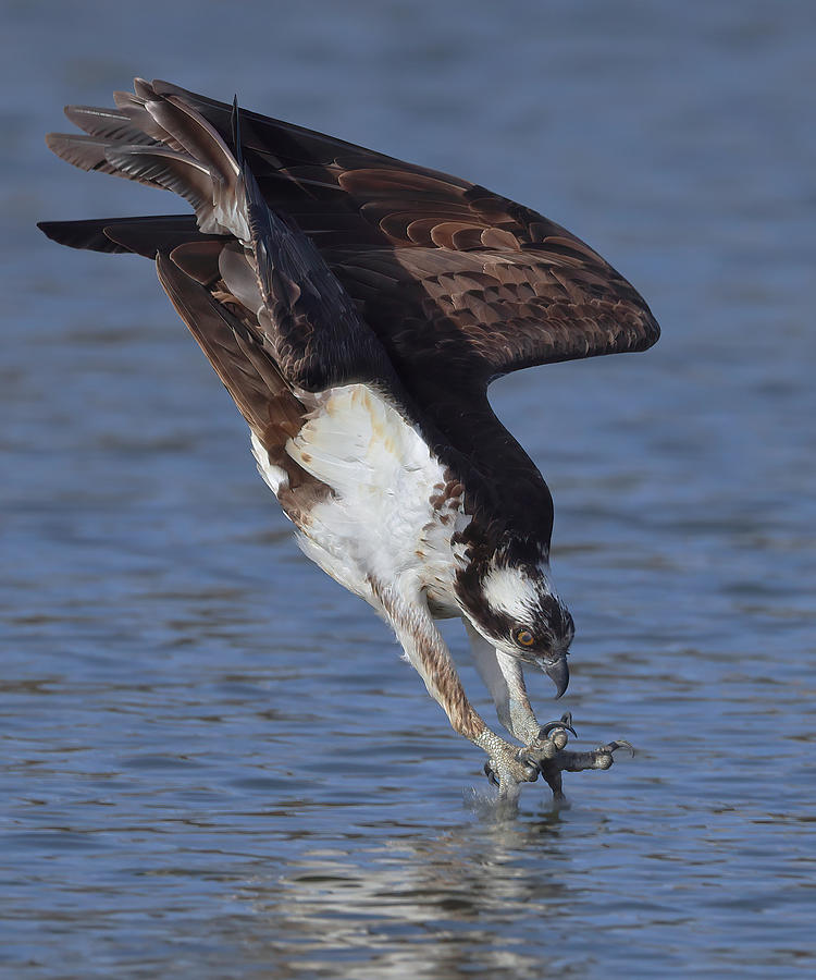 Osprey In Hunting Photograph By Gavin Lam - Fine Art America