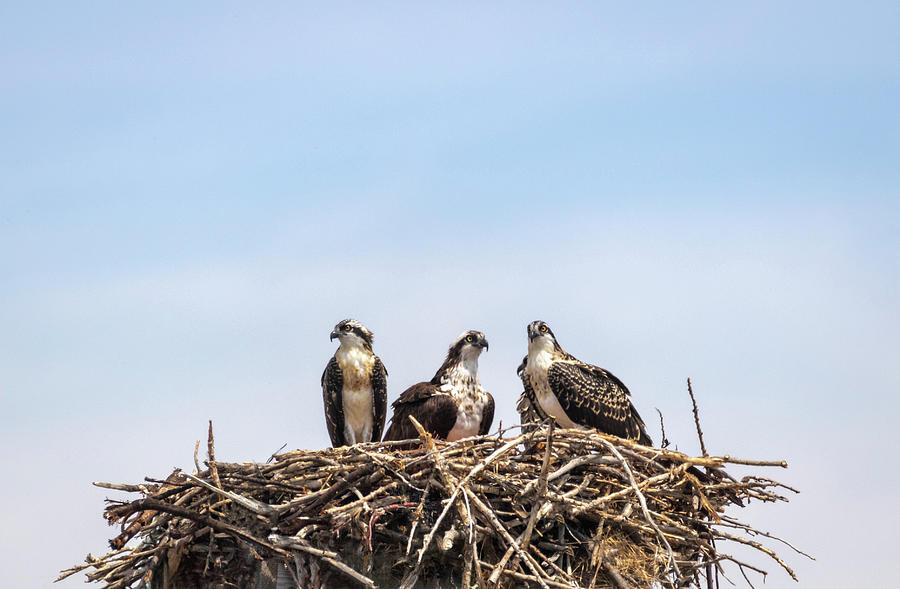 Osprey by Michael Chatt Osprey by Michael Chatt