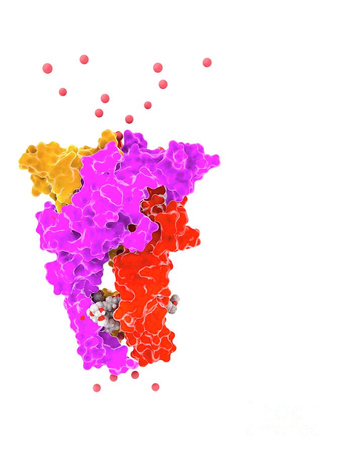 White Background Photograph - P2xr4 Purine Receptor Molecule #4 by Ramon Andrade 3dciencia/science Photo Library