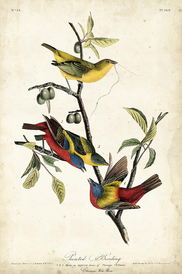 Animal Painting - Painted Bunting #4 by John James Audubon