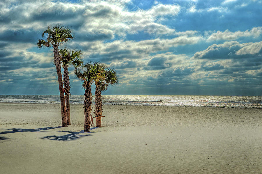 4 Palms on the Beach Photograph by Michael Thomas
