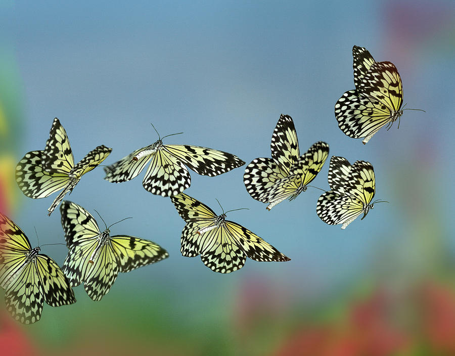 Paper Kite Butterflies Flying, Philippines #4 Photograph by Tim Fitzharris