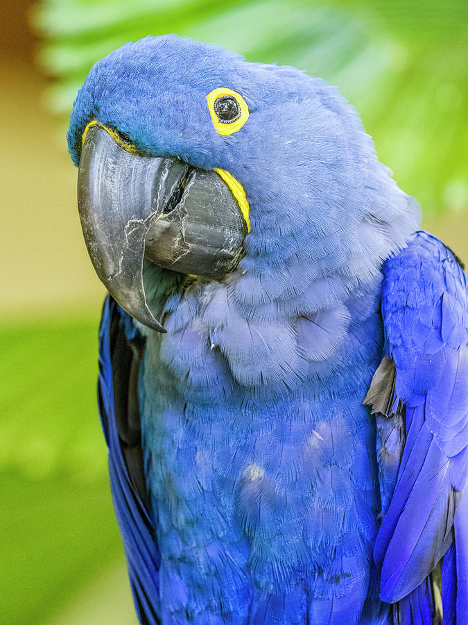 Parrot On Kauai Photograph by Don White - Fine Art America