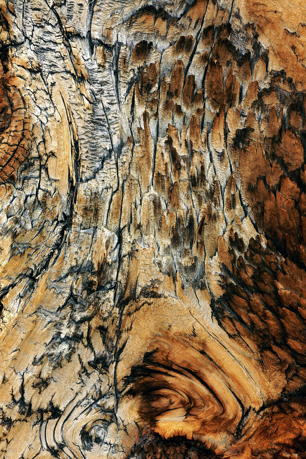 Great Basin National Park Photograph - Pattern In Bark Close-up Of Ancient #4 by Adam Jones