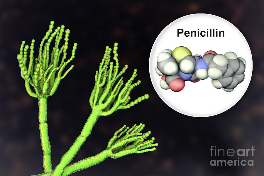 penicillium-fungus-and-antibiotic-penicillin-photograph-by-kateryna-kon