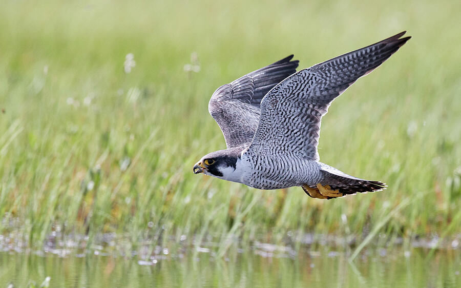 Peregrine Falcon In Flight, Vaala, Finland #4 Photograph by Markus Varesvuo / Naturepl.com Peregrine Falcon In Flight, Vaala, Finland #4 Photograph by Markus Varesvuo / Naturepl.com