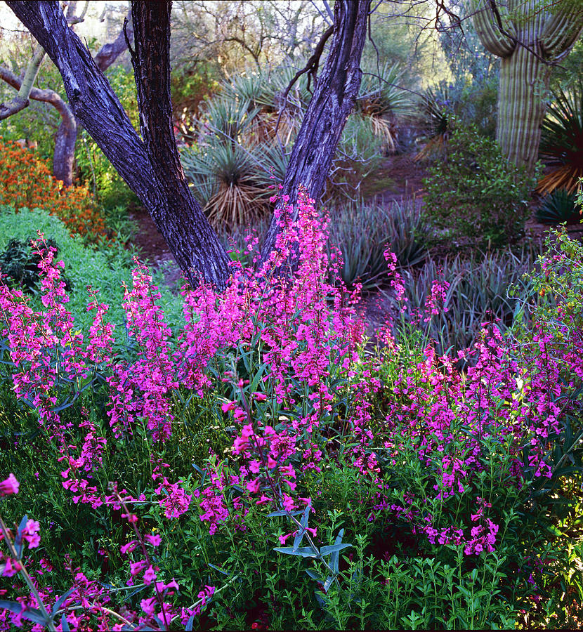 Phoenix Botanical Gardens #4 Photograph by Richard Felber