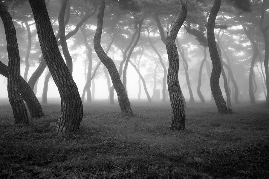 Pine #4 Photograph by Min Cheol Kim
