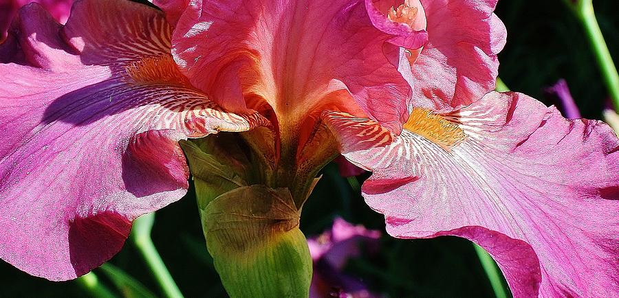 Iris Photograph - Pink Beauty #5 by Bruce Bley