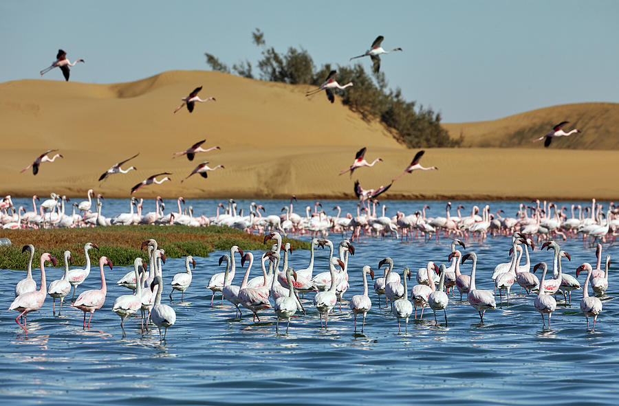 Pink Flamingos In The Walvis Bay Lagoon South Of Swakopmund, Namibia #4 Photograph by Thomas Grundner
