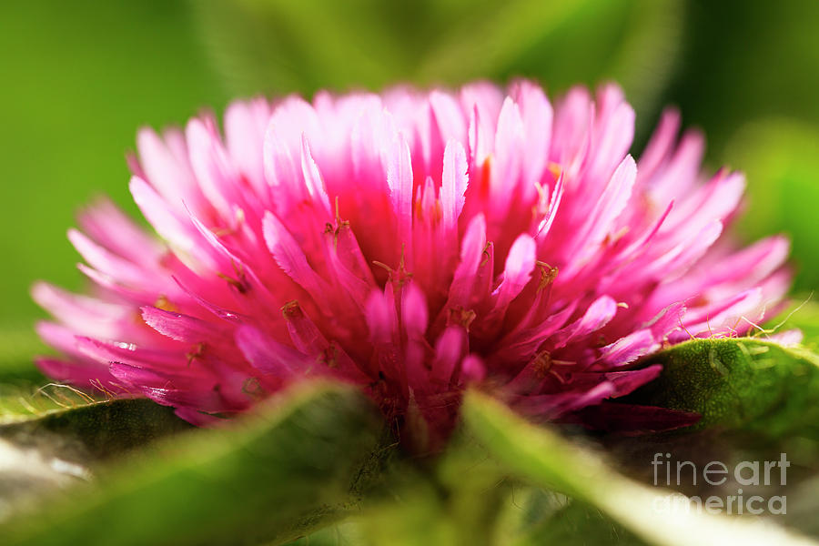Pink Gomphrena Flower #4 Photograph by Raul Rodriguez