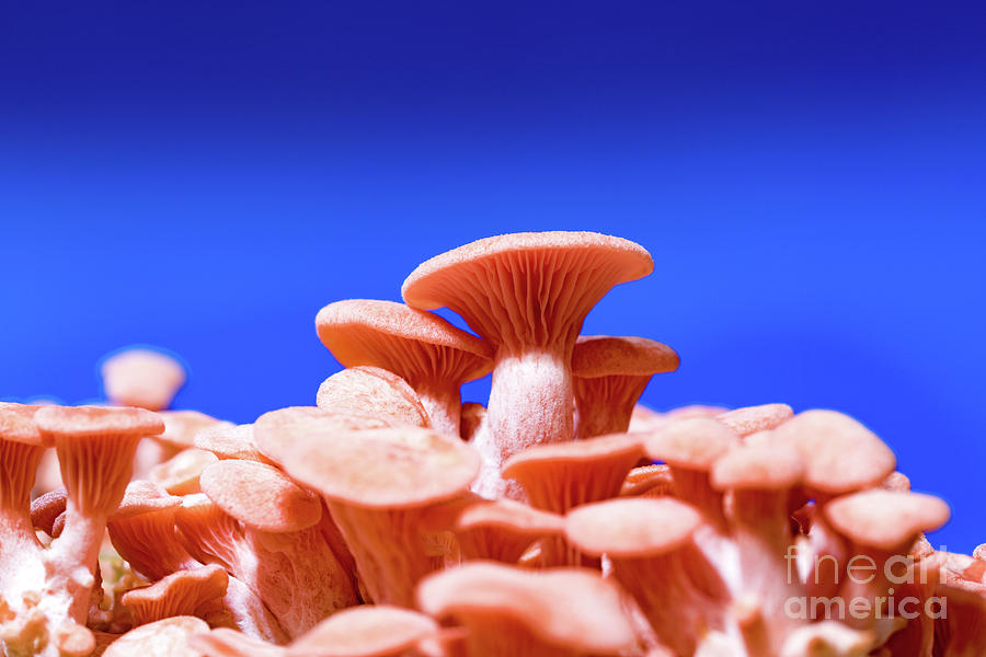 Mushroom Photograph - Pink Oyster Mushrooms #4 by Wladimir Bulgar/science Photo Library