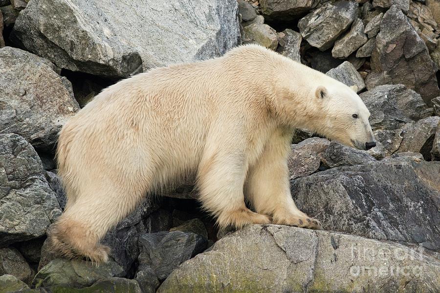 Polar Bear Foraging #4 Photograph by Andy Davies/science Photo Library