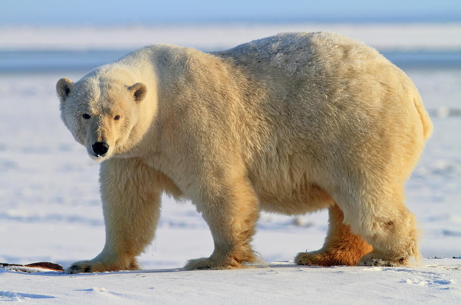 Polar Bear, Wildlife Refuge, Alaska #4 Digital Art by Bernd Rommelt