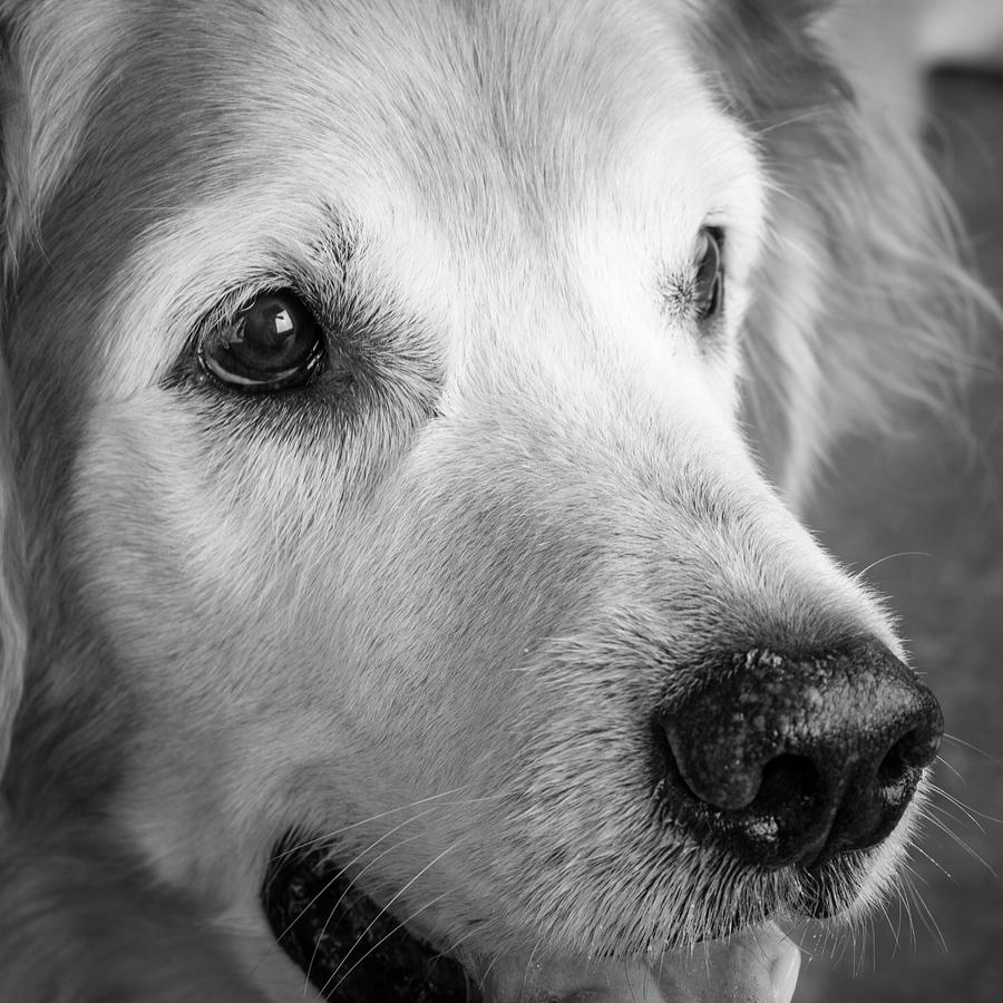 Portrait Of A Golden Retriever Dog #4 Photograph by Panoramic Images