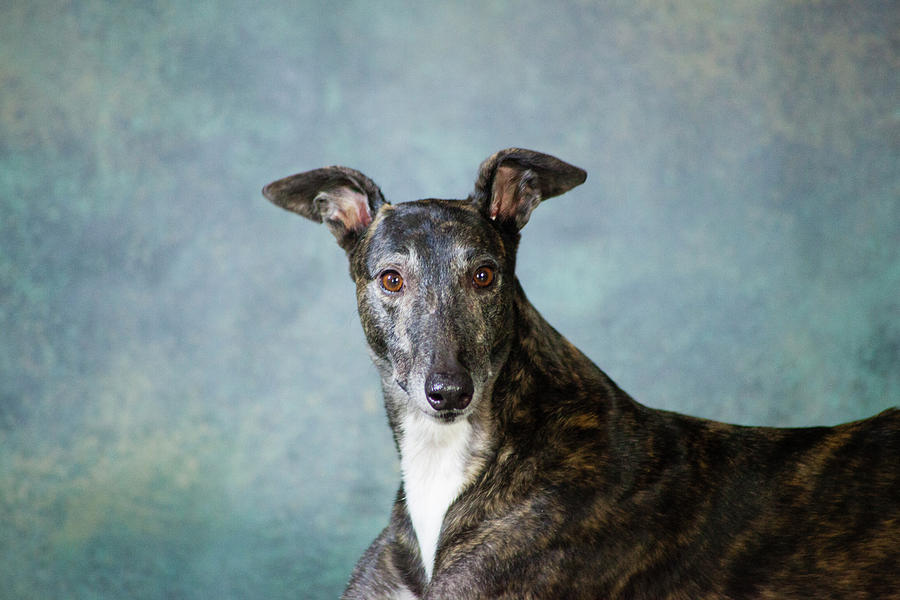 Portrait Of A Greyhound Dog #4 Photograph by Panoramic Images