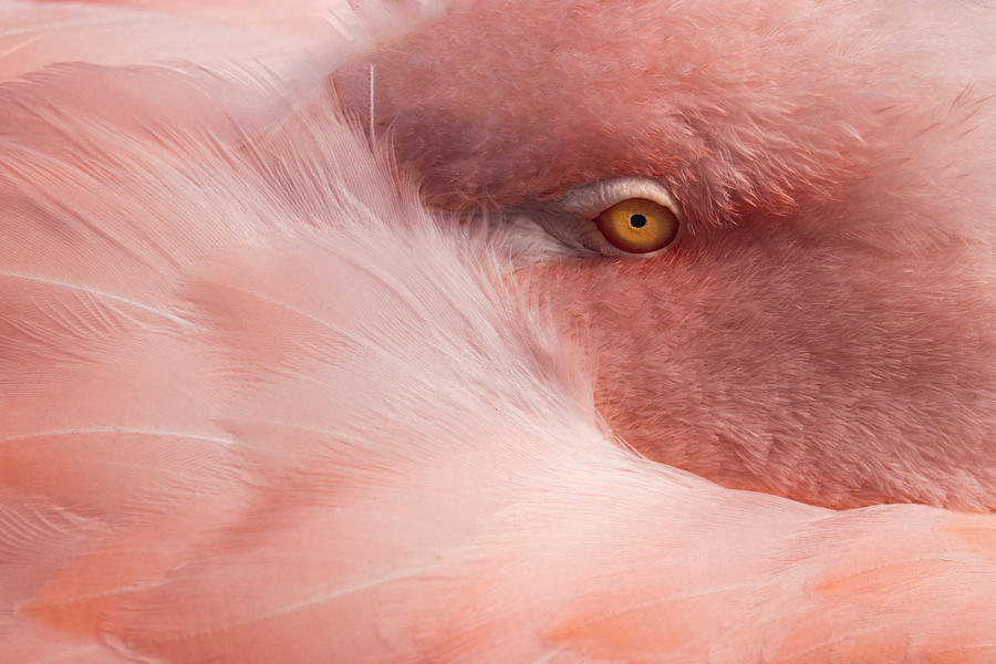 Animal Photograph - Portrait Of A Pink Flamingo #4 by Robin Wechsler