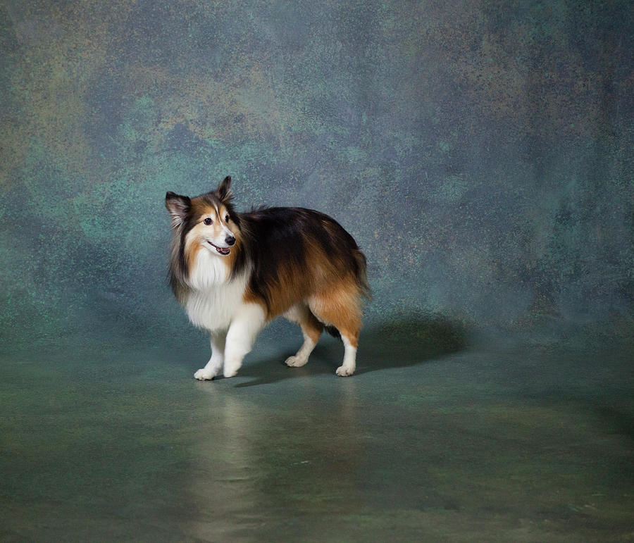 Horizontal Photograph - Portrait Of A Shetland Sheepdog Dog by Panoramic Images Horizontal Photograph - Portrait Of A Shetland Sheepdog Dog by Panoramic Images
